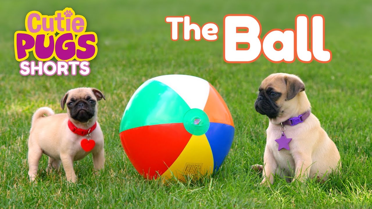 The Ball🏐 | Cutie Pugs🐶 | Animals for Kids🐾