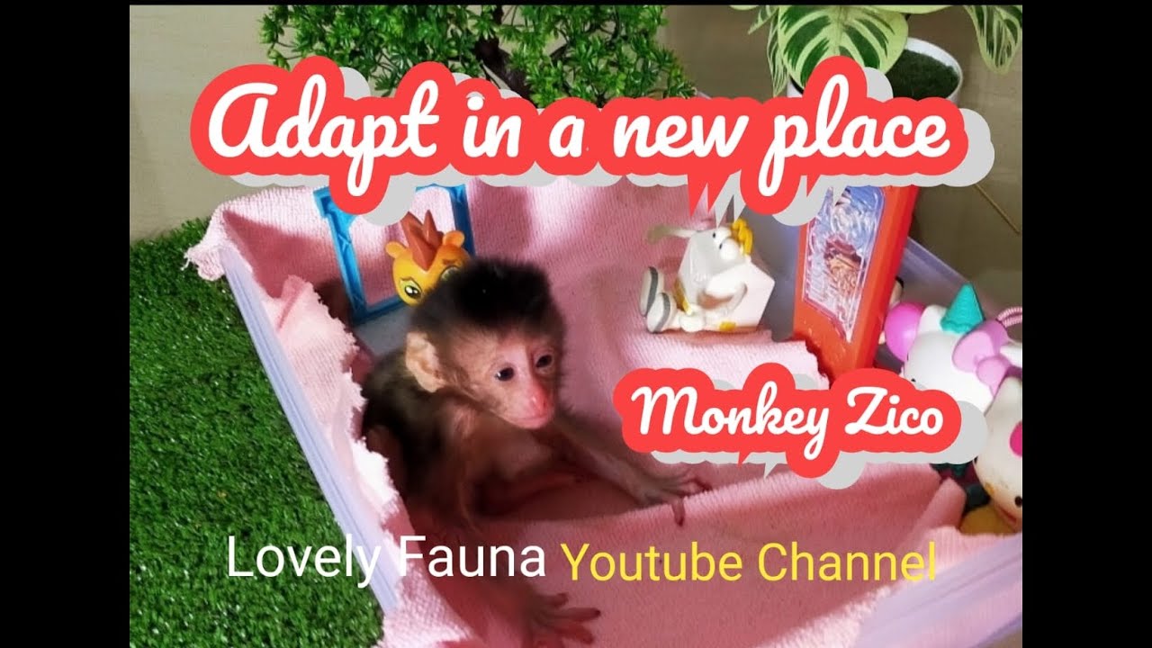 adapt in a new place , Lovely Fauna Youtube Channel