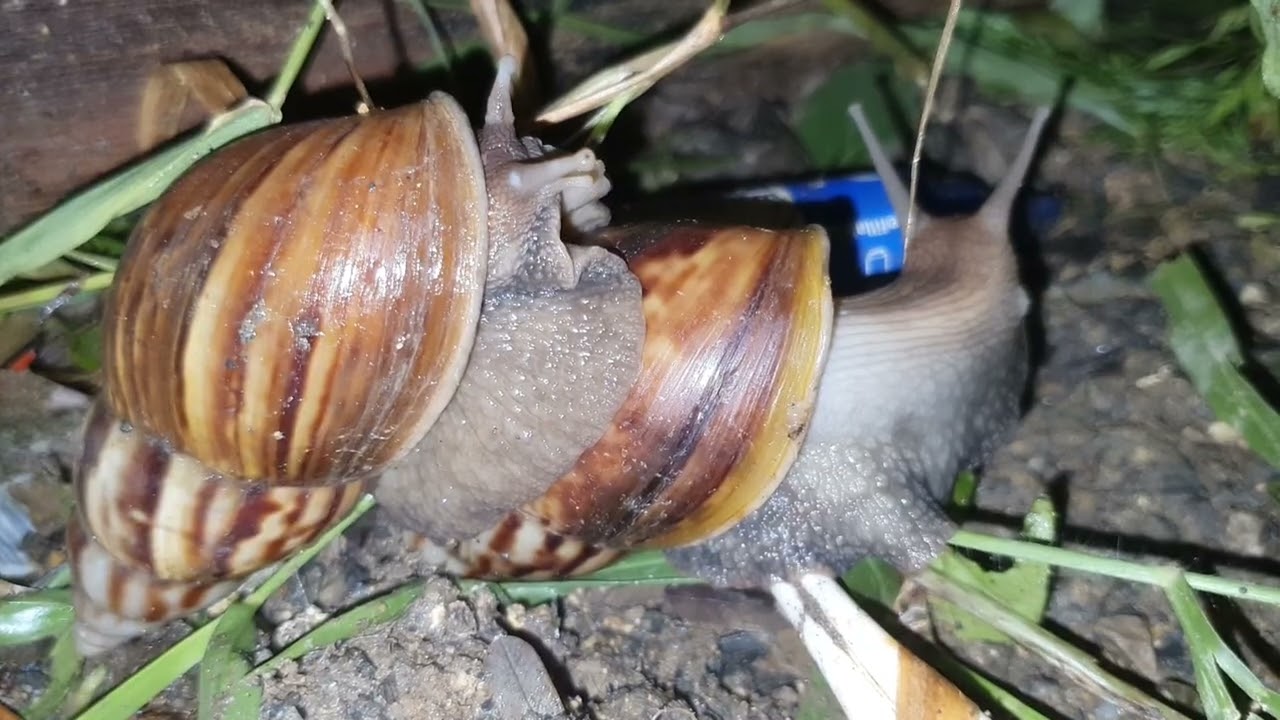 Giant Snails vs Bottle | Who Wins This Battle?