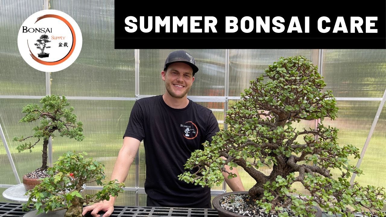 Summer Bonsai Care | The Bonsai Supply