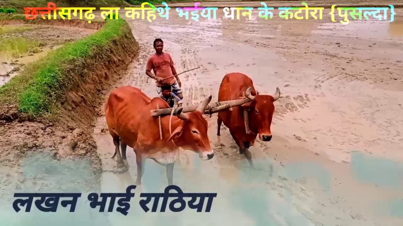 CG Chhattisgarh geet dhan Ka katora