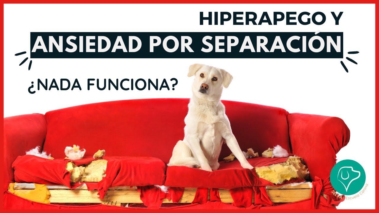 Ansiedad por separación en perros ⚡ Tratamiento - ¿Por qué no funciona?