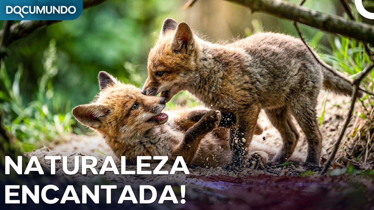 Bosques Mágicos de Alemania: La Vida Silvestre en su Esplendor