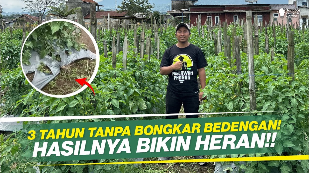 CARA OLAH LAHAN BEKAS DI MUSIM PENGHUJAN‼️TIDAK HANYA TOMAT, COCOK UNTUK SEMUA TANAMAN‼️