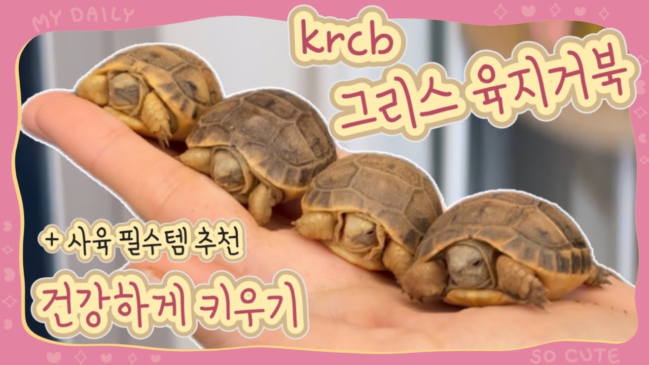 육지거북 키우기 재구매템 추천 / krcb 건강한 아기 육지거북이 / 숨은 감자 찾기👀🥔✨/ 거북이 방귀소리 ㅋㅋ