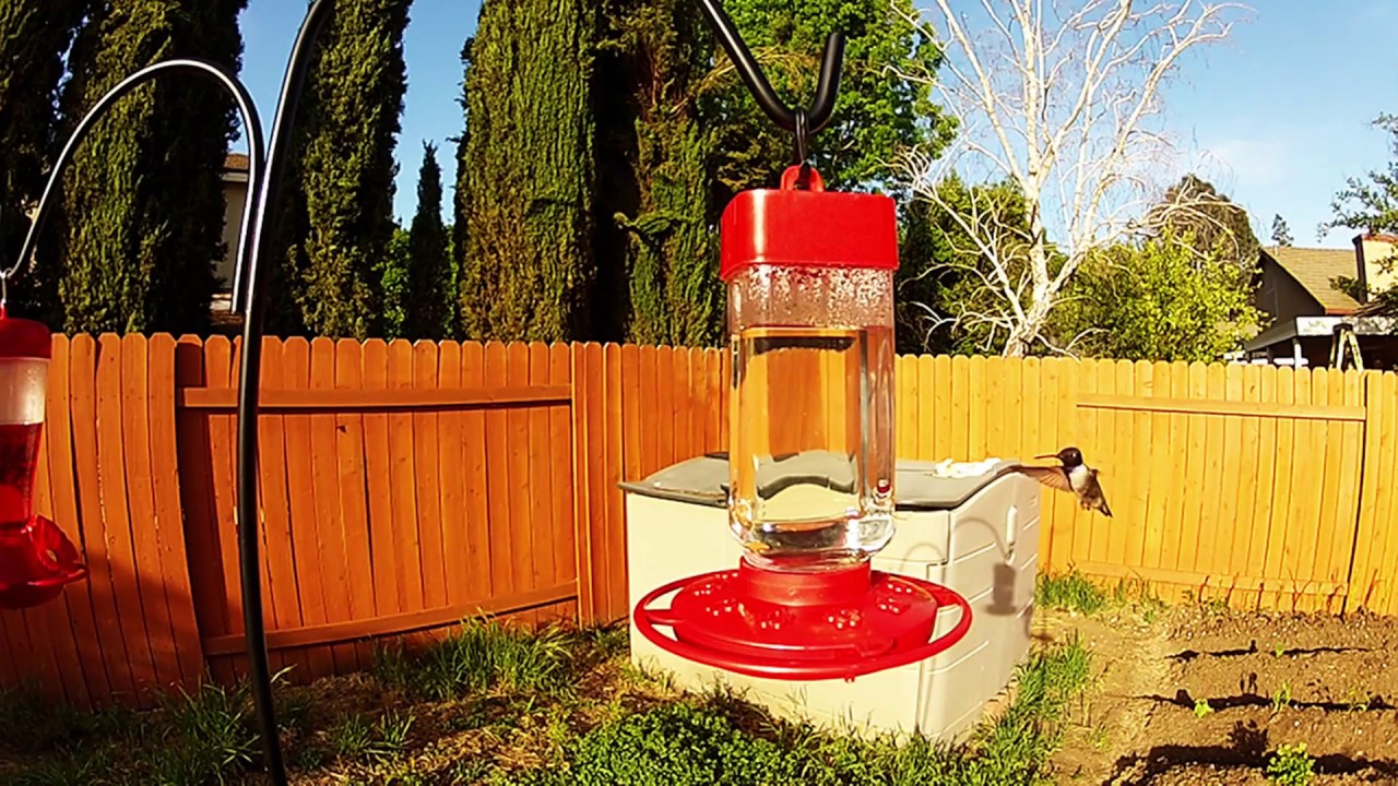 AMAZON HUMMINGBIRD FEEDER