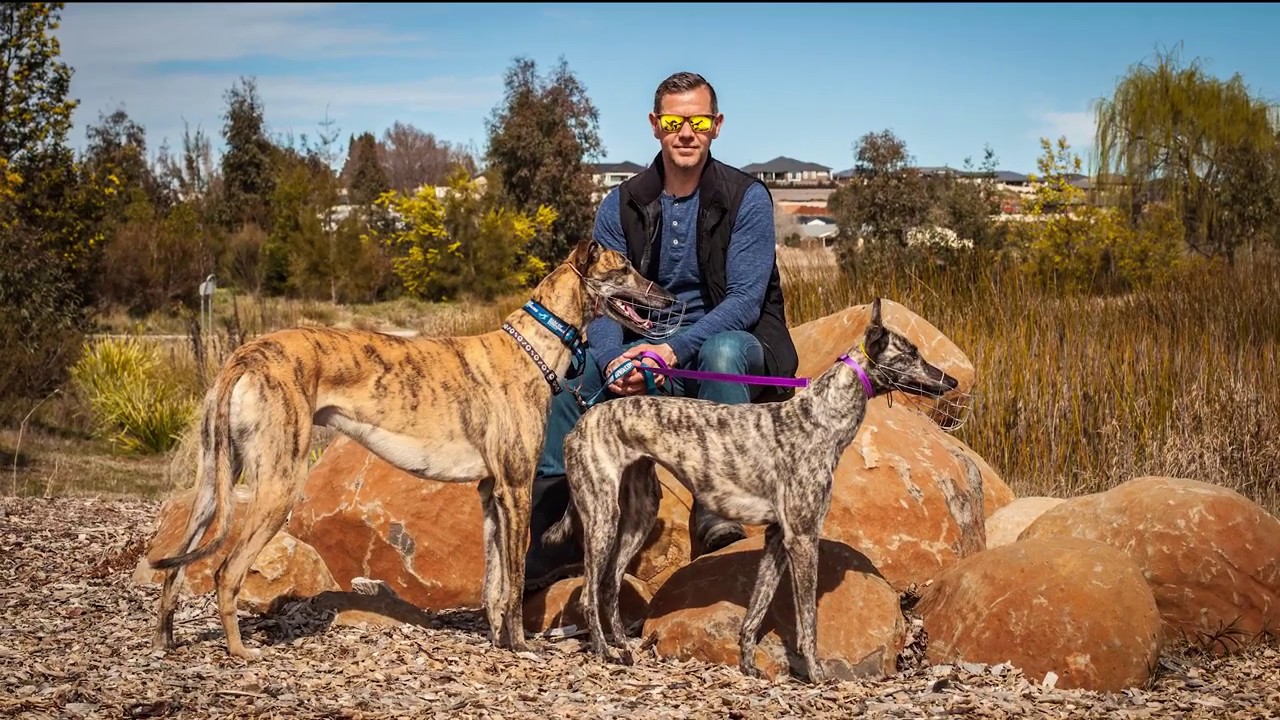 Our Love For Greyhounds