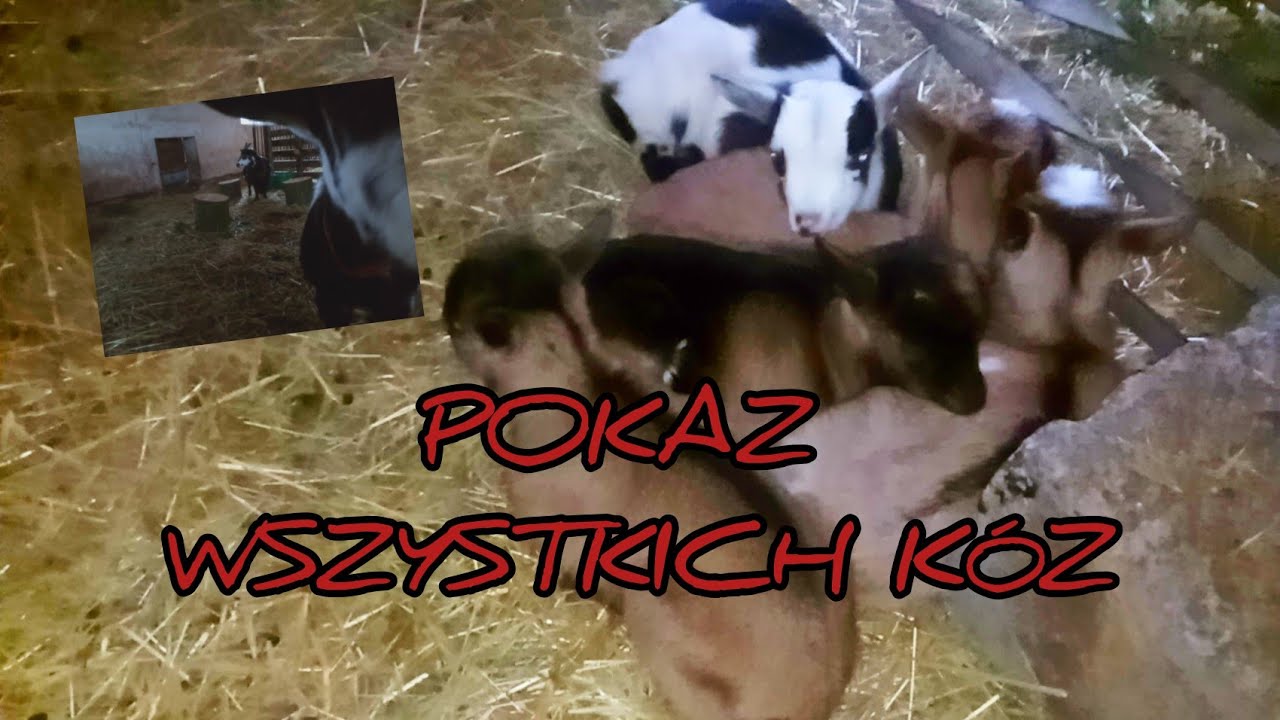 Kozy karłowate miniaturki - koziołek anglinumbijski  - prezentacja hodowli