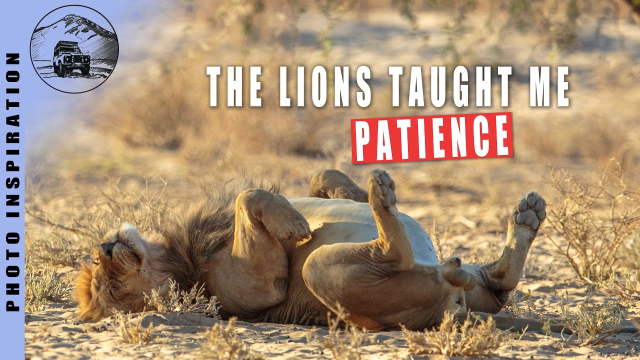 What the Lions Taught Me about Wildlife Photography