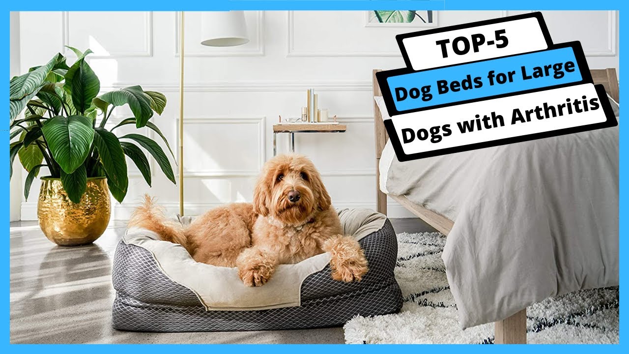 ✅ Best Dog Beds For Large Dogs With Arthritis (Buyer's Guide)