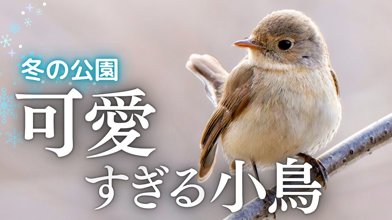 【野鳥観察】可愛らしいニシオジロビタキ！よく似たヒタキ科４種の野鳥との違いが分かる比較画像｜冬の街中公園