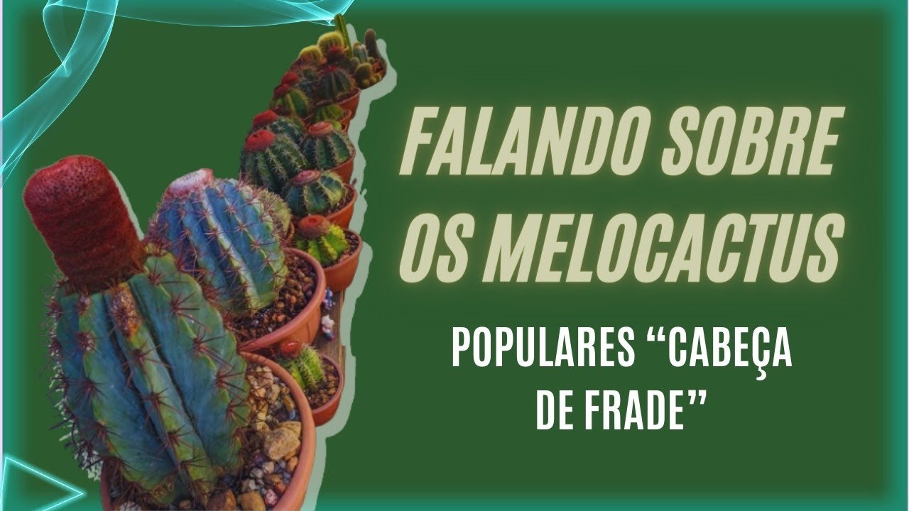 Falando sobre os  Melocactus - Populares 
