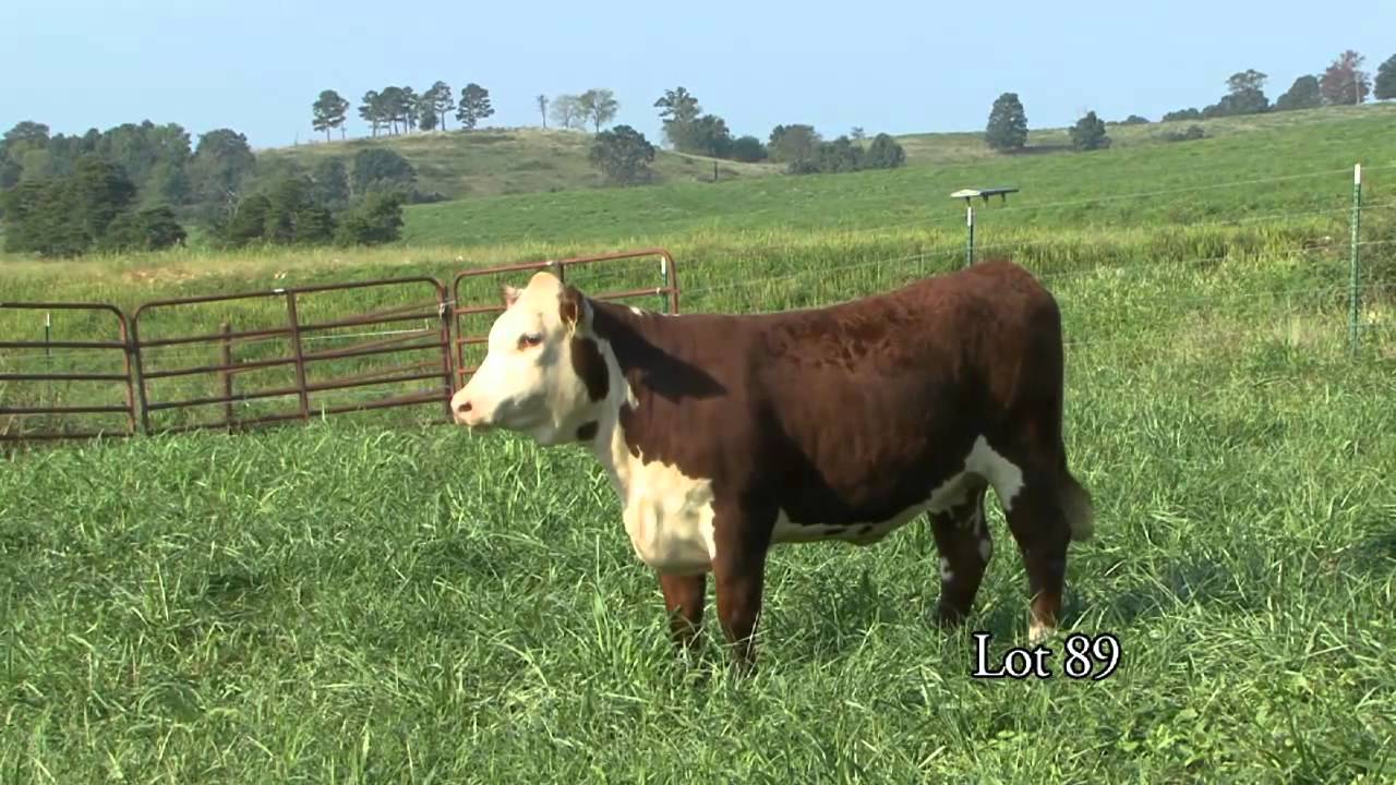 Journagan: Lot 89