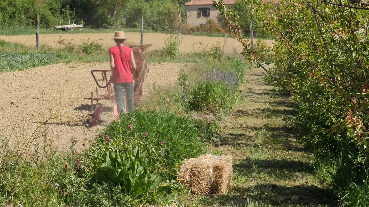 Verger-maraîcher: Ferme Brin de Terre