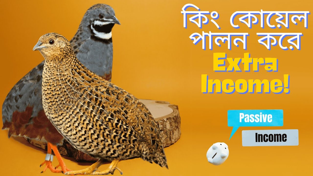 কিং কোয়েল পালন করে কীভাবে আয় করবেন? | King Quail Farming Guide