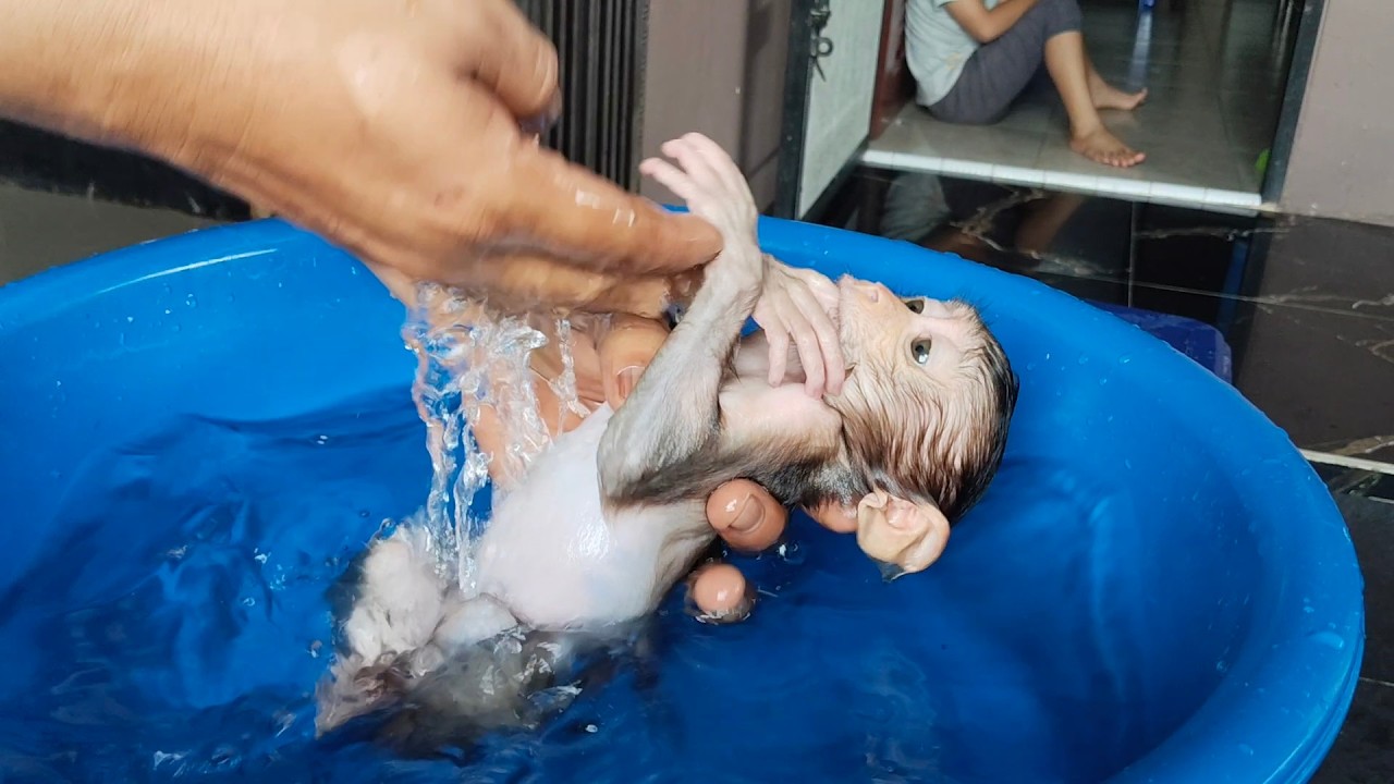 OH MY GOD THIS BABY MONKEY IS SO HAPPY SOAKING IN THE WATER