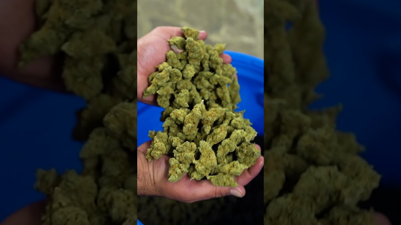 Royal Cheese una de nuestras indoor mas sabrosas #cannabiscommunity #grownfromseed #barcelona