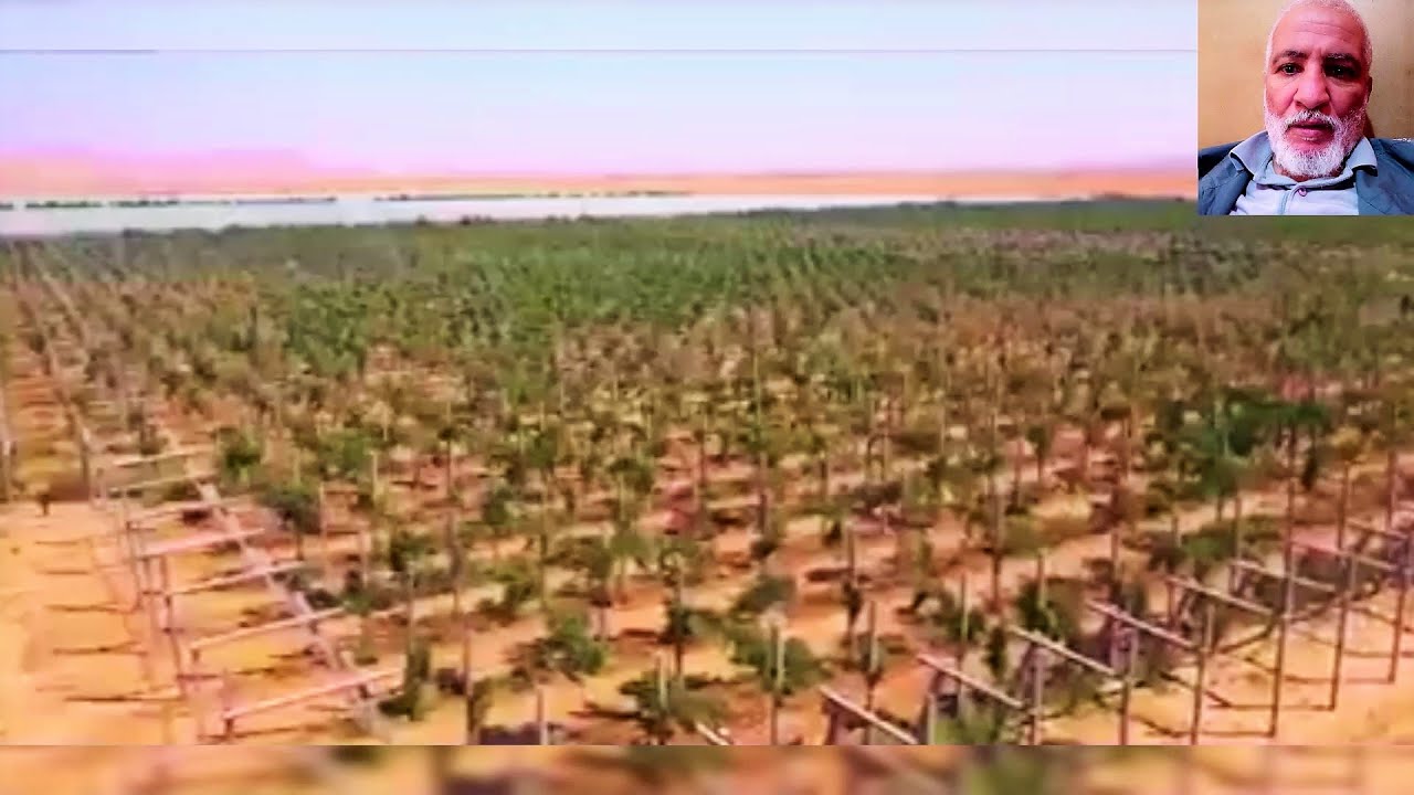 مستثمر جزائري شاب يحول صحراء قاحلة إلى اكبر مزرعة للكروم في الجزائر MEGAFARM IN MSILA