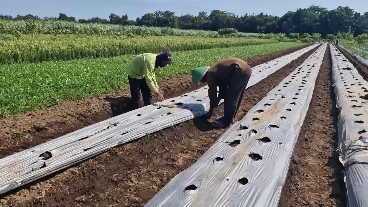FROM WASTE TO USEFUL:THE PROCESS OF FARMERS REINSTALLING OLD MULCH NEATLY AND INTELLIGENTLY- farming