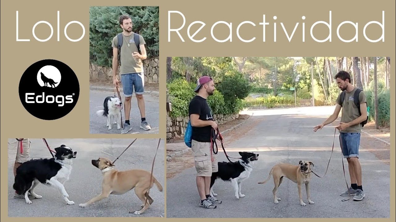 ✅ Reactividad y dificultad social con perros nuevos - El caso de Lolo 🐾