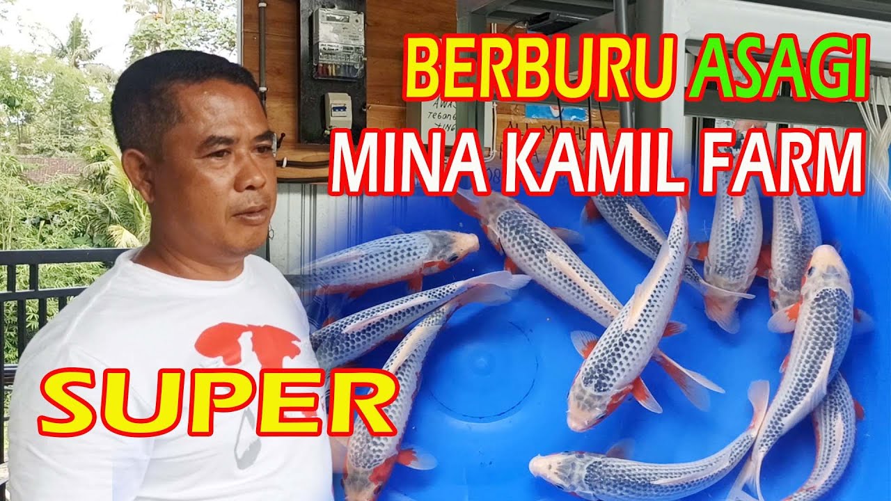 BERBURU IKAN KOI JENIS ASAGI DI MINA KAMIL FARM