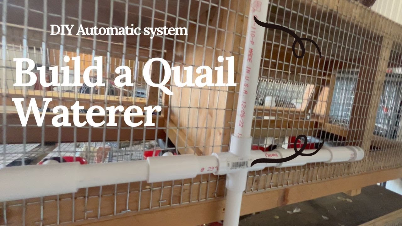 DIY Automatic Quail Waterer no mess system.