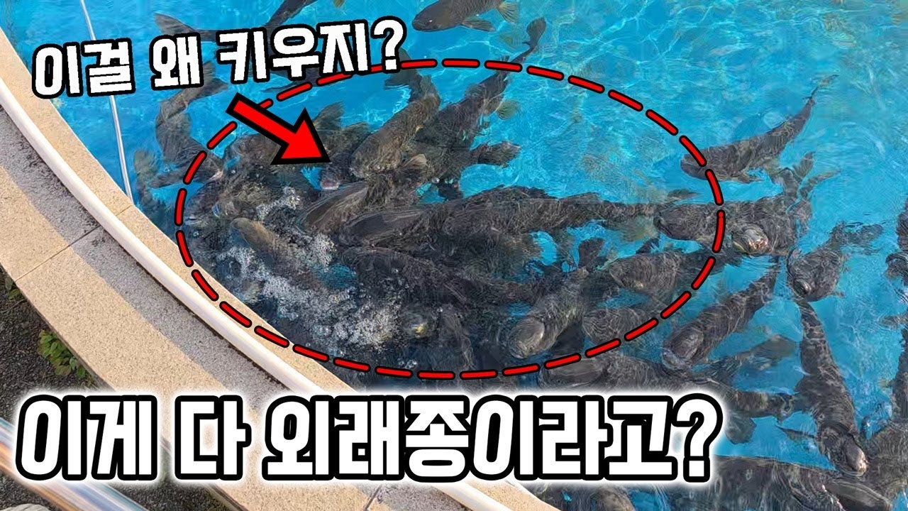 입장료가 0원인 아쿠아리움에 갔는데...뒷공간에 1.5M 대물한가득..?도대체 왜!?