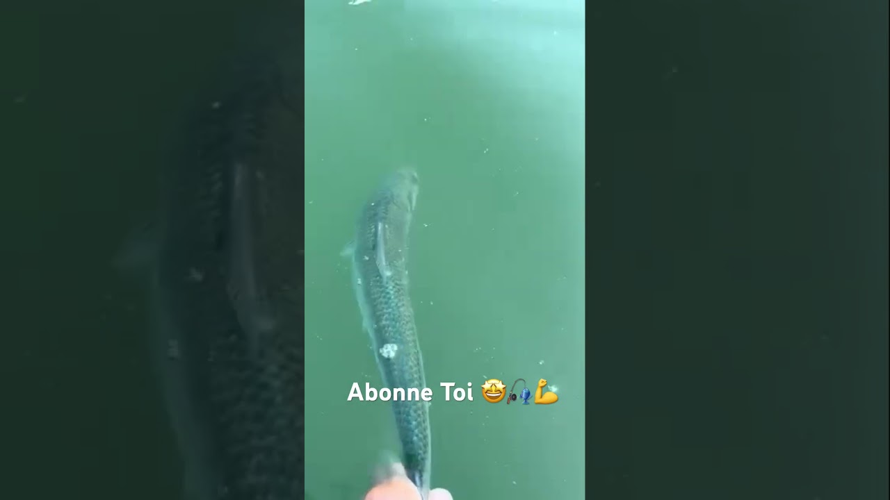 Fly Fishing Release 🤩#flyfishing #fishing #fish #pechealamouche #alose