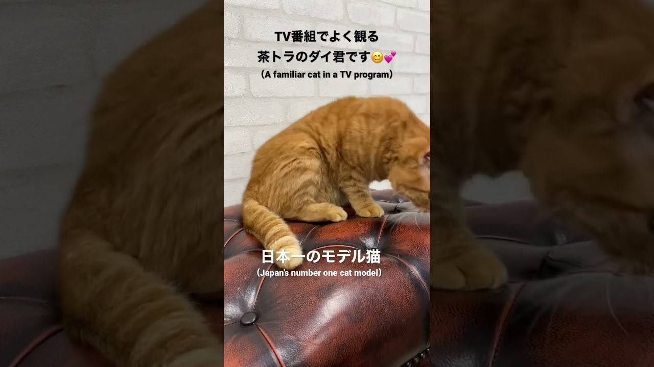【日本一のモデル猫】TV番組でよく見かける茶トラ😊#ねこ #ペット #ドラマ #cm #shorts