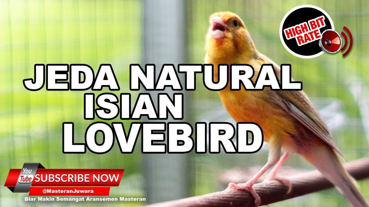 🔴 LIVE SABTU FULL ISIAN LOVEBIRD❗️KENARI GACOR JEDA NATURAL ❗️