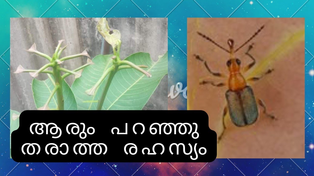 മാവിന്റെ തളിരില സംരക്ഷിക്കാം
