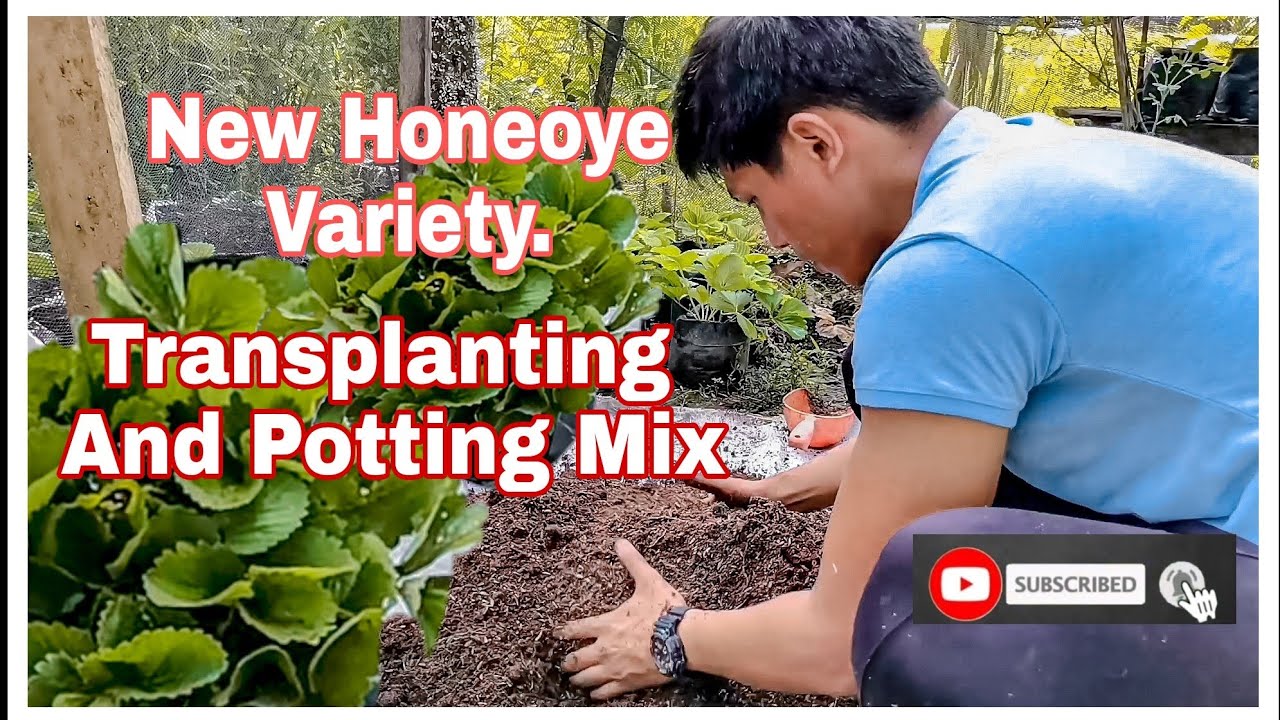 Strawberry sa Mainit na lugar New Honeoye Variety Transplanting and Best Potting Mix