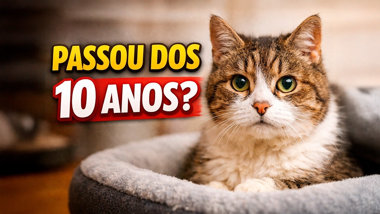 10 COISAS QUE TODO GATO IDOSO PRECISA TER EM CASA.
