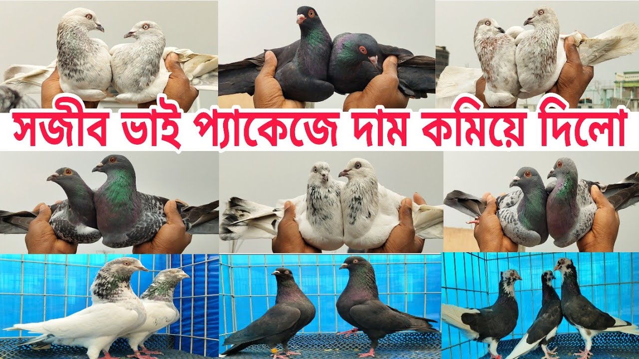 কম দামে গিরিবাজ ও কালারিং কবুতর কিনুন সরাসরি সজীব ভাইয়ের লফ্ট থেকে Gribaz coloring Pigeions #shorts 