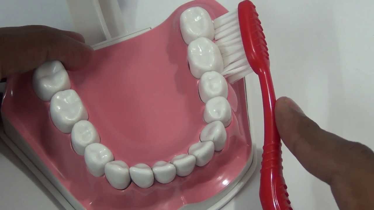 Bass Technique of Toothbrushing - Brushing Demo, Tips to Follow