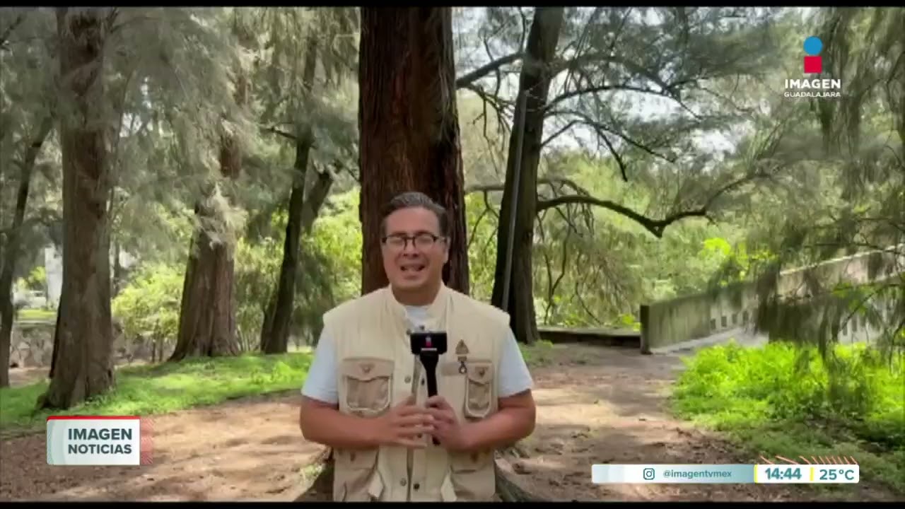 ¿Cuántos árboles hay en Guadalajara? El Censo de Bosques Urbanos da la respuesta | Noticias GDL