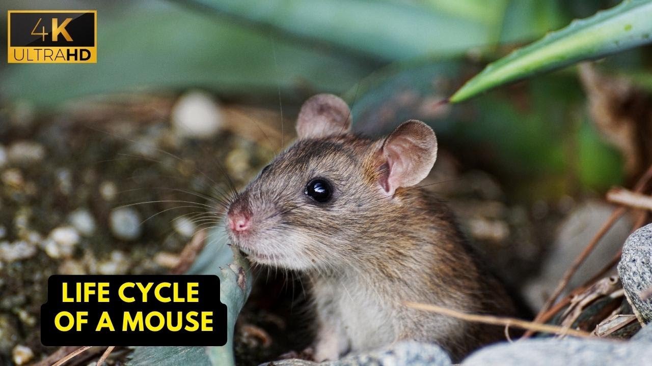 Life Cycle Of A Mouse | Wild Wide Life