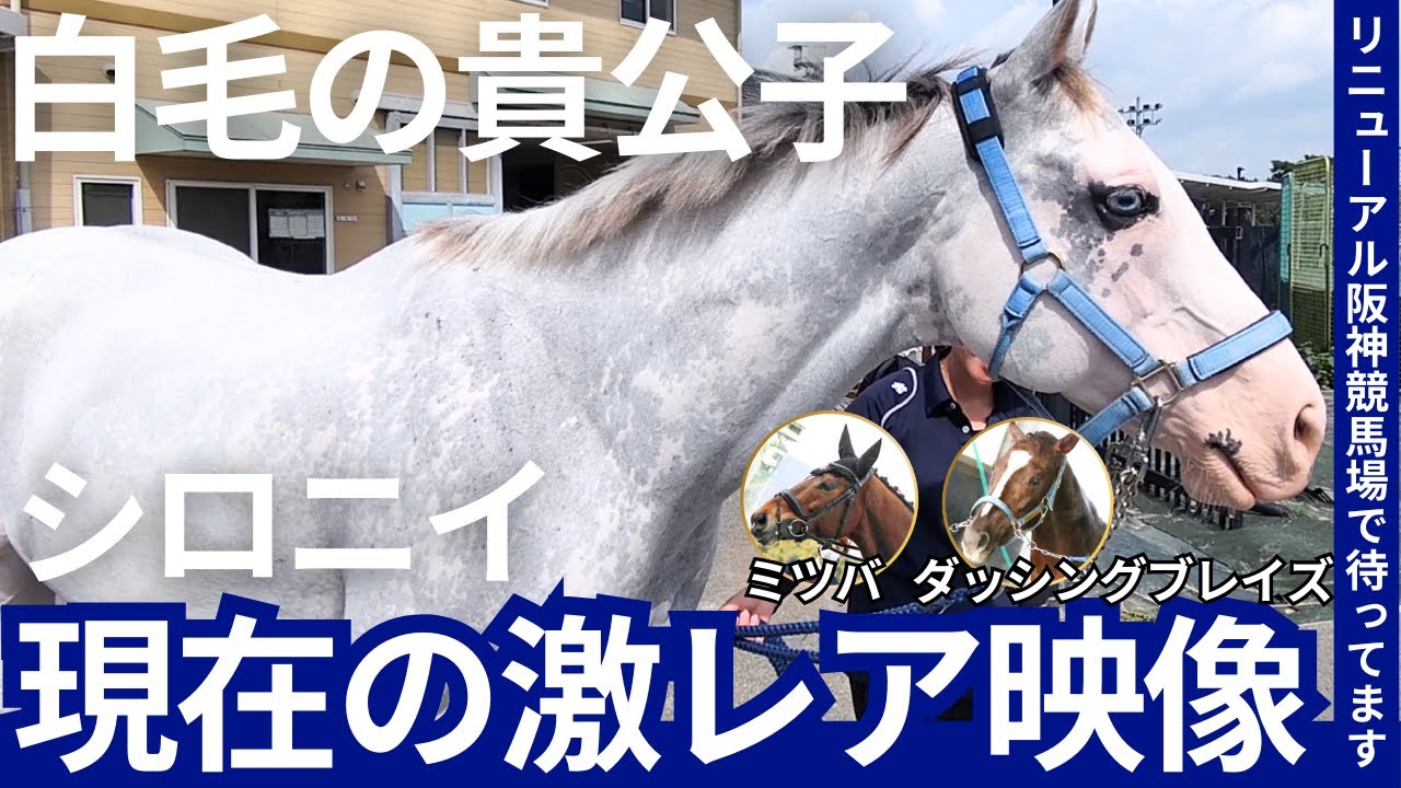 【引退馬】シロニイ、11歳の今は何してる？ミツバ・ダッシングブレイズの貴重映像も！アイドル級の人気馬たちの第二の馬生