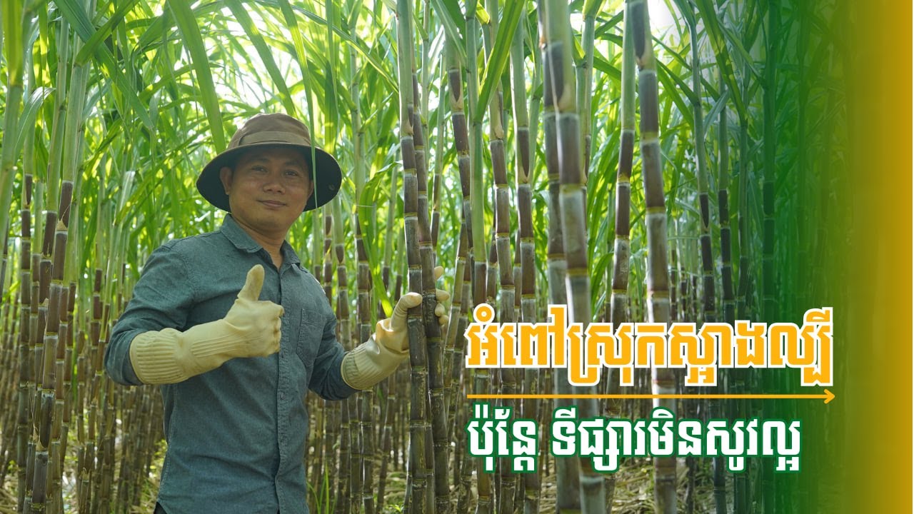 អំពៅស្រុកស្អាងល្បី ប៉ុន្តែ​អ្នកដាំត្អូញថាទីផ្សារមិនសូវល្អ#កសិកម្ម