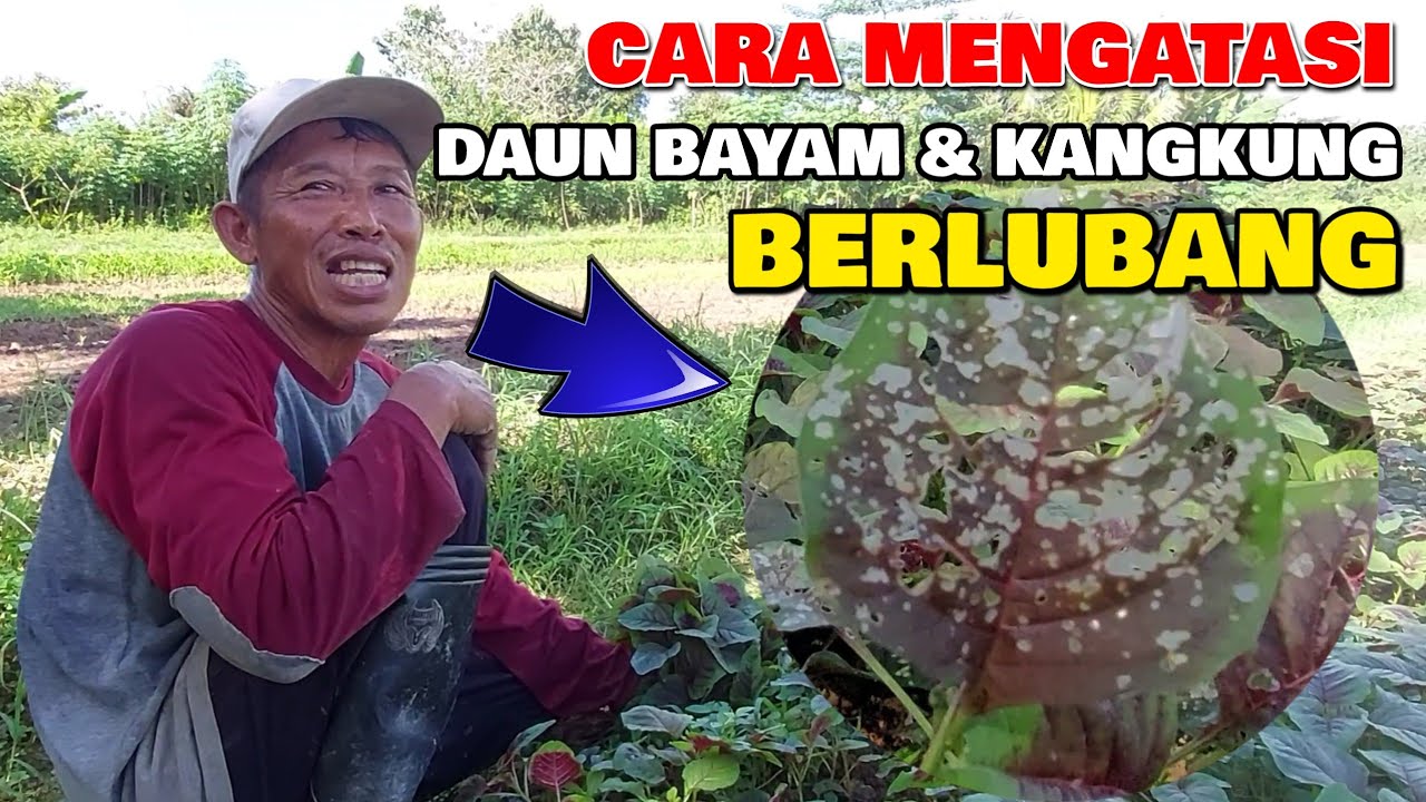 MELIHAT PAK UNTUNG PANEN BAYAM || DAPAT ILMU CARA MENGATASI HAMA ULAT PADA BAYAM AN KANGKUNG