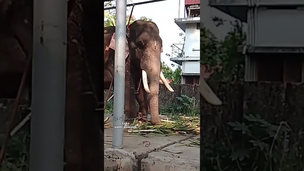 നന്തൂട്ടൻ😘🐘❤️‍🔥💞❤️