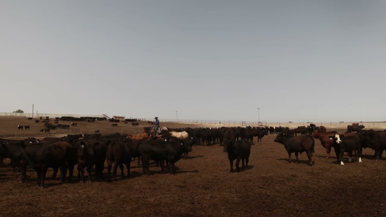 Feedlot pen riding -pen riding to see all animals