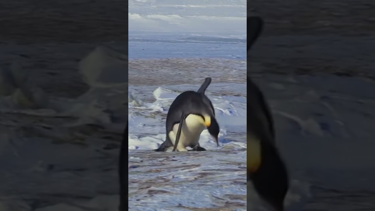 penguin funny moments 