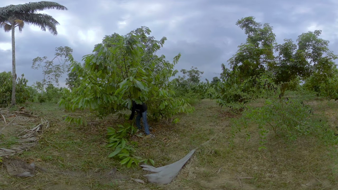 Proyecto Rural Sostenible 4 - Aprendiendo a proteger las plantas m&aacute;s j&oacute;venes