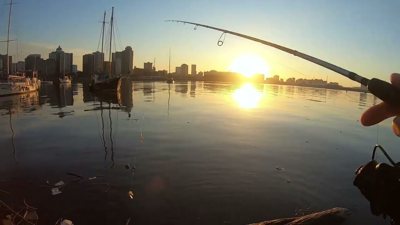 Yacht Mole Bait Fishing - Durban Harbour - FUN FISHING