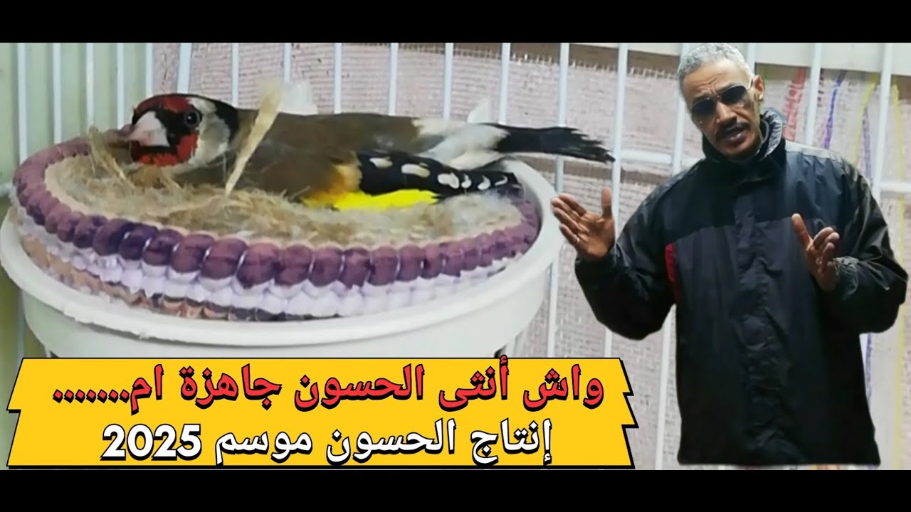 #أنثى #الحسون #حركات تأكد انها جاهز تماما