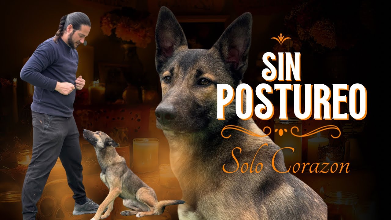 ¿Adoptar o Comprar un Perro? La VERDAD que Nadie Se Atreve a Decir (Historia Real de Nolan)