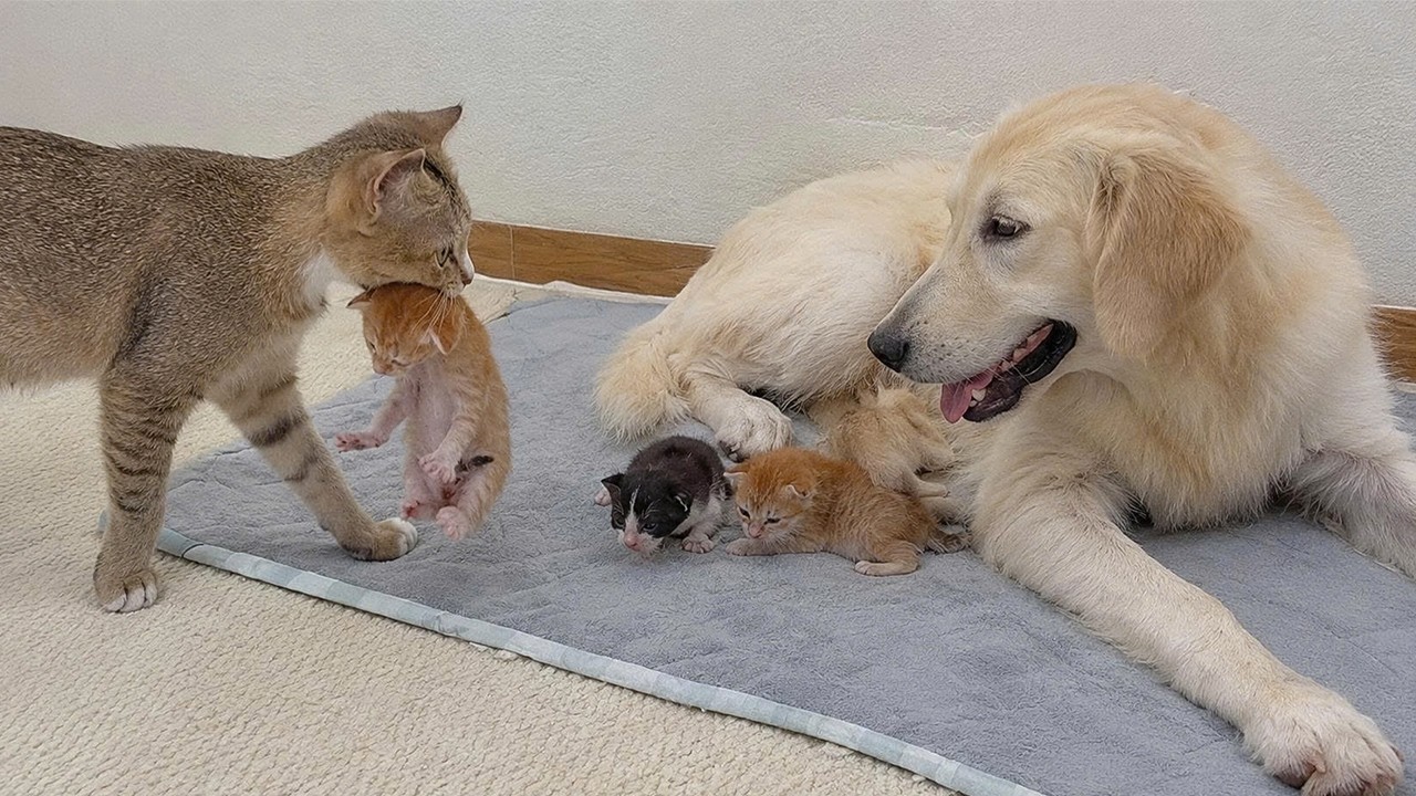 The Surprising Moment Mama Cat Asked My Golden Retriever to Help Her Crying Newborn Kittens