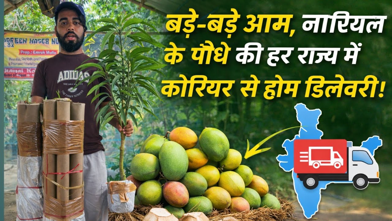 बड़े-बड़े आम नारियल की पौध ऑल ओवर इंडिया होम डिलीवरी क्या जा रहा है,, Green House Nursery 