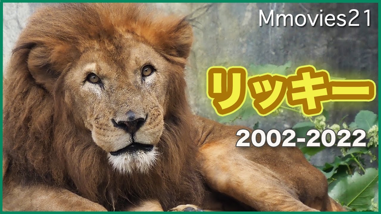 円山動物園のライオン「リッキー」19歳までのヒストリー〜優しさとプライド〜Rickey the Lion history